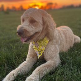 Dory - Goldendoodle