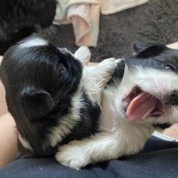 Shih Tzu Puppies from Eastern Long Island Shih Tzu