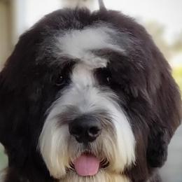 Bernedoodles and Poodles from Joe’s Poodles & Bernedoodles