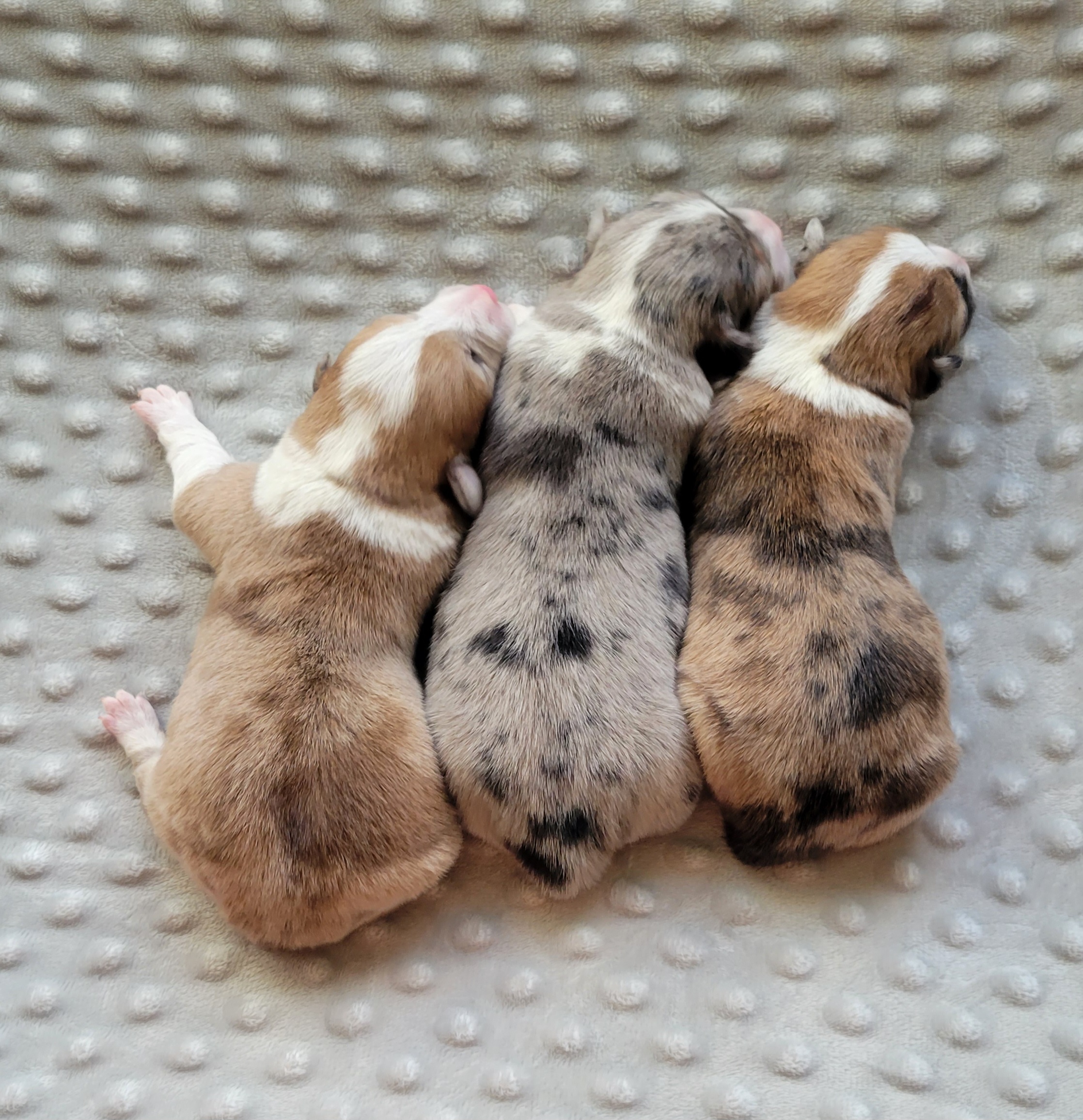 American Corgi Puppies from Piney Woods Corgis