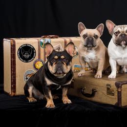 French Bulldog Puppies from Toy House Frenchies