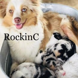 Miniature Australian Shepherds and Toy Australian Shepherds from RockinC/ Quarter Horses & Mini Aussies