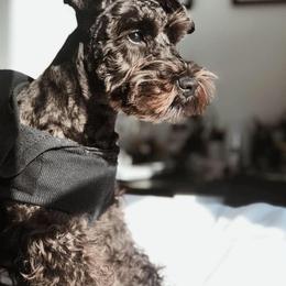 Miniature Schnauzer Puppies from Circle R Ranch