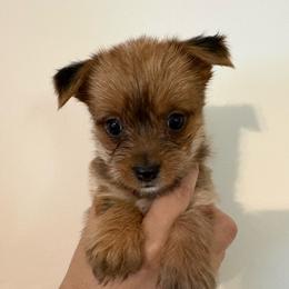 Bella - Sable female Yorkshire Terrier puppy in Beulaville, North Carolina from Sunset Ranch