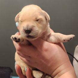 Girl 3 - female Golden Retriever puppy in Carlisle, Ohio from Hermosa Havanese and Golden Retrievers