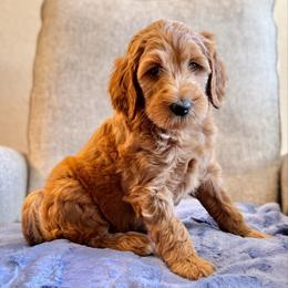 Candy Cane (Red Collar) - Red  female Goldendoodle puppy in Bay City, Texas from Charming Doods