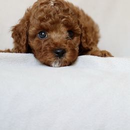 Harry - Red male Cavapoo puppy in Vineyard, Utah from Pitter Patter Puppies