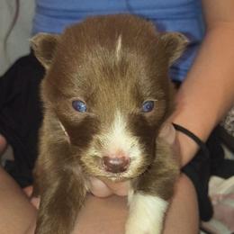 Reina - Red and white female Siberian Husky puppy in Richland, Mississippi from Feazell’s Siberian Huskies