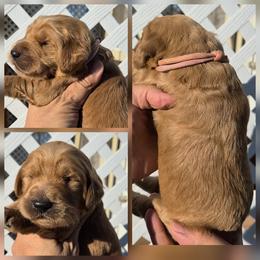 Pink Collar - Red  female Goldendoodle puppy in El Paso, Texas from Texas Goldendoodles