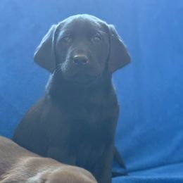 Duke - Black male Labrador Retriever puppy in Eden, North Carolina from Black House Sports Dogs