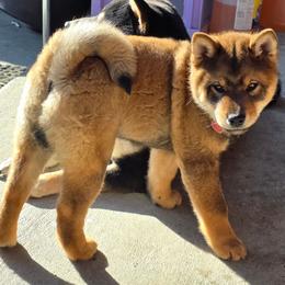 Masaru - Sesame male Shiba Inu puppy in Denver, Colorado from Diamonds In The Ruff Boston Terriers