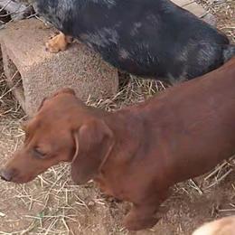 Riot - Dachshund