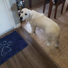 Golden Retriever All Grown Up from Brownfield’s English Cream Golden Retrievers