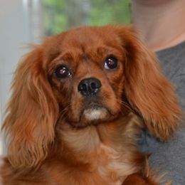 Diane - Cavalier King Charles Spaniel puppy from Mid Lake Cavaliers