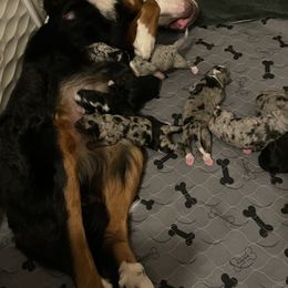 Bernedoodle Puppies from Bern'N Love Doodles