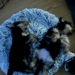 Yorkshire Terrier Puppies from Little Yorkes of Boston