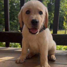 Everest - Yellow male Labrador Retriever puppy in Marietta, South Carolina from Trust in the Lord Labradors