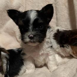 Pixie - Parti female Yorkshire Terrier puppy in Clarksville, Arkansas from K's Luxurious Yorkies