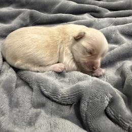 Valentin - White male Havanese puppy in Cadwell, Georgia from Hashtag Havenese