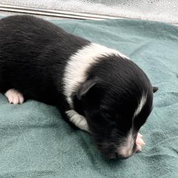Girl 3 - Black white and tan female Shetland Sheepdog puppy in Pensacola, Florida from Nancy Barger's Siberian Huskies