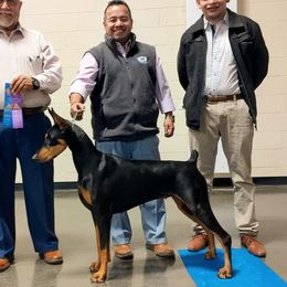 Nyx - Doberman Pinscher
