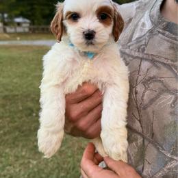 Goldie - baby blue - Parti female Goldendoodle puppy in Ruthorfordton, North Carolina from Duncan Doodles Goldendoodles