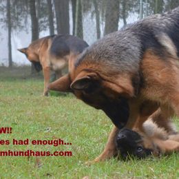 Berger Blanc Suisse and German Shepherd Puppies from Vom Hundhaus Shepherds