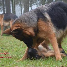 Berger Blanc Suisse and German Shepherd Puppies from Vom Hundhaus Shepherds