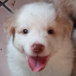Boy 4 - Australian Shepherd puppy in Belleville, West Virginia from Chasitys Australian Shepherds