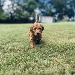 Goldendoodle and Irish Doodle Puppies from Crystal Rains