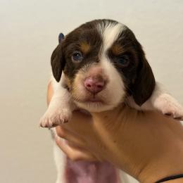 Chocolate And Tan Piebald Male - Piebald male Dachshund puppy in El Paso, Texas from Micah's Minis