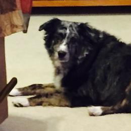 Australian Shepherds from Patricia Brown