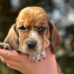 Male 1 - Mahogany and white male Basset Hound puppy in Lindley, New York from Hill Top Basset Hounds & Cane Corso