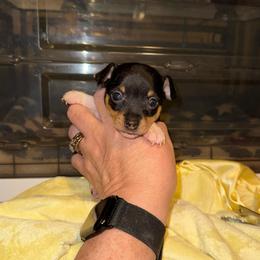 K Pup 1 - White black and tan female Toy Fox Terrier puppy in Clermont, Florida from Debbie Hiles's Toy Fox Terriers