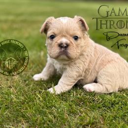 Game of Thrones, Daenerys Targaryen (fluffy) - Cream female French Bulldog puppy in Salem, Oregon from Toy House Frenchies