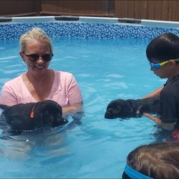 Labrador Retriever Puppies from Labs4Ever Labradors