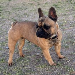 Lilly - French Bulldog
