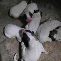 Boy 5 - White and badger male Great Pyrenees puppy in Ruthven, Iowa from Whispering Heights Ranch
