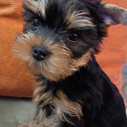 Toby - Blue and gold male Yorkshire Terrier puppy in Potomac, Maryland from Fabiana's Yorkshire Terriers
