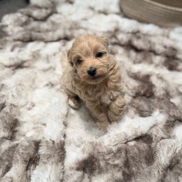 Skittles - Cream male Maltipoo puppy in Allentown, Pennsylvania from Poodles Are Mixy