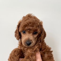 Poodle Puppies from Midwest Miniature Poodles