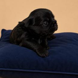 Chara - Black female Shih Tzu puppy in Abilene, Texas from L&L Euro Boxers and Small Town Shih Tzus