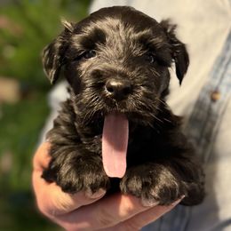 Merlin - Blue male Skye Terrier puppy in Pittston, Pennsylvania from Stars in the Skyes