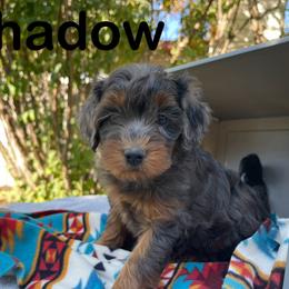 Shadow - Aussiedoodle puppy from Draper Mountain Doodles