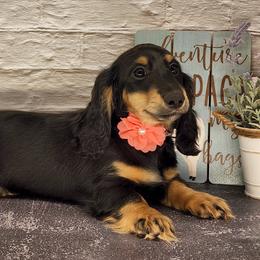 Dachshund Puppies from Madra's Dashing Doxies