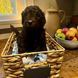 Blue collar - Chocolate male Goldendoodle puppy in Sanderson, Florida from Serenity Goldendoodles