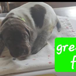 Green boy - Liver roan male German Shorthaired Pointer puppy in Dahlonega, Georgia from Pointer Mountain Bird Dogs
