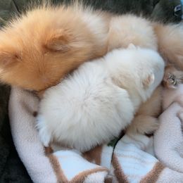 Pomeranian puppies from A Sample Of Gods Love Kennels