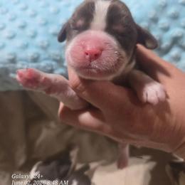 Boy 2 - Liver white and tan male English Springer Spaniel puppy in Saginaw, Michigan from Kemerer Springers