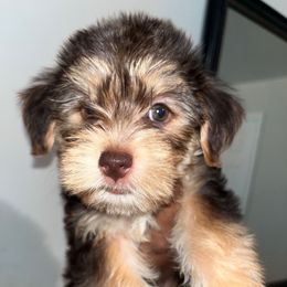 Coco - Chocolate female Yorkipoo puppy in Shelby, North Carolina from Precious pups dynasty kennel